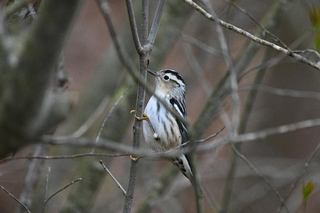 Warbler, Black-and-White, 2025-05037150 Parker River NWR, MA.JPG - Black-and-White Warbler. Parker River National Wildlife Refuge, MA, 5-3-2025